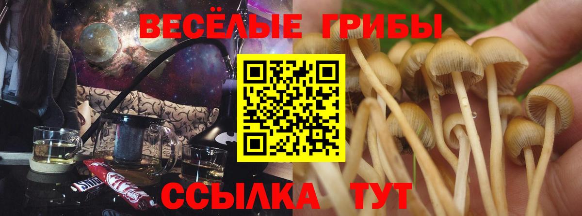 Псилоцибиновые грибы мицелий Боровичи